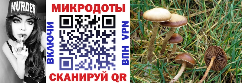 закладка  Славск  Галлюциногенные грибы Cubensis 